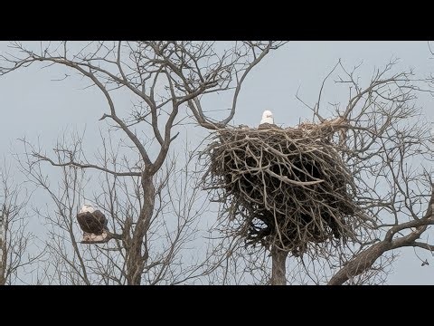 10 Facts About the Bald Eagle