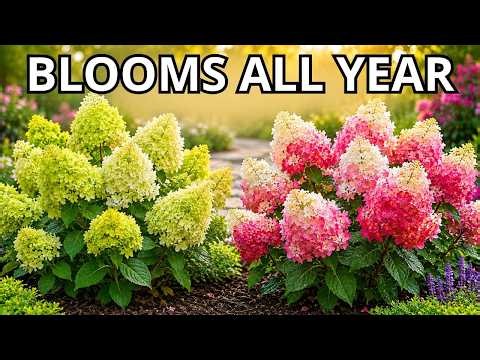 Too Lazy to Garden? Plant These 17 Hardy Hydrangeas Now!
