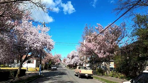 Springtime magic: Exploring Victoria’s cherry blossoms & flower-filled streets