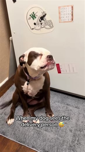 All smiles tho 😅 @I Can’t Even (🎥:@Jami) | dogs