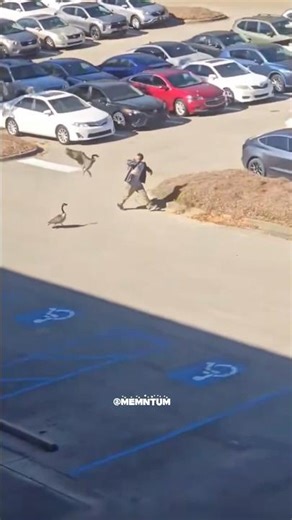 They waited for him - Goose aggression