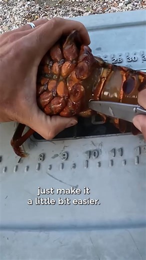 We Found Spiny Lobsters! Here's How We Cleaned it to then Cook it 🦞🍴#lobster #cooking #cleaning | Fisherman's Life