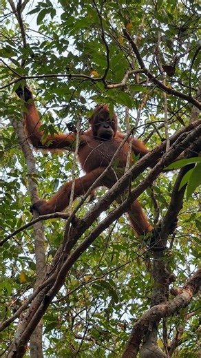 This Orangutan Actually PEED on Me! 😂💦
