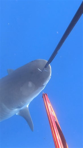 Spearfishing with Giant Tiger Shark | Ryan Myers Spearfishing