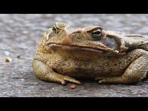 Cane toad amphibian
