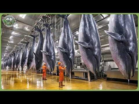 Unbelievable Japanese Farming – How Farmers Make $10.3 Billion with Modern Agriculture