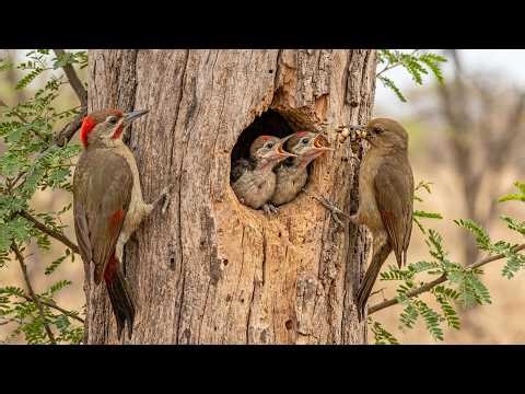 Cardinal Woodpecker: 110 Days From Egg To Survivor | Birds Life