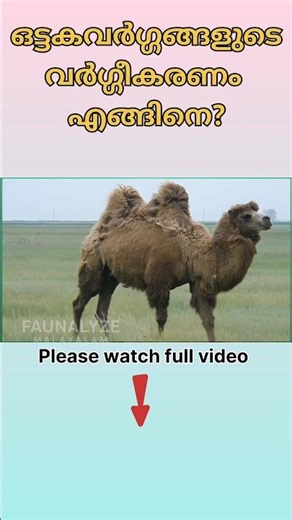 ഒട്ടകങ്ങളുടെ ശാസ്ത്രീയ വർഗ്ഗീകരണം എങ്ങനെ? | Scientific classification of camel species
