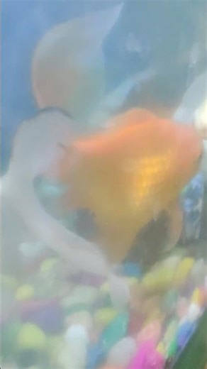 fish family in aquarium 😲// #viralvideo #youtubeshort #shortsfeed #fish