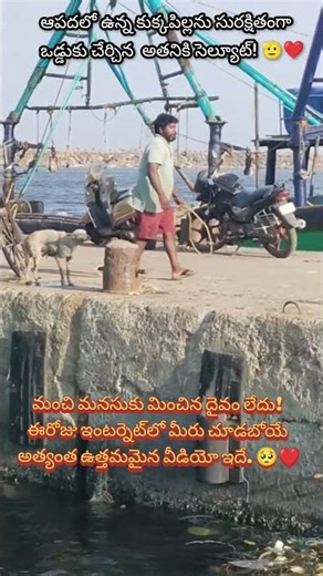 Real Life Hero: Heartwarming Dog Rescue At Sea! 🥹 #trendingreels #viralvideo #helping #kind #shorts