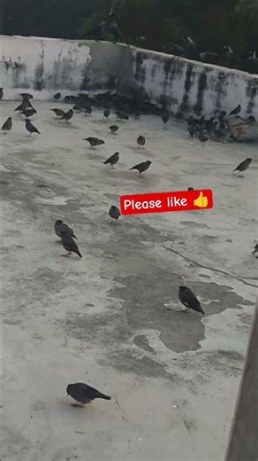 Bird 🕊️🐦 eating#ytshorts #shortsfeed #shorts #short #youtubeshorts