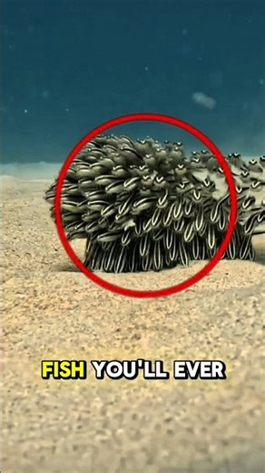 The Weirdest Fish On Planet #facts #animals #shorts