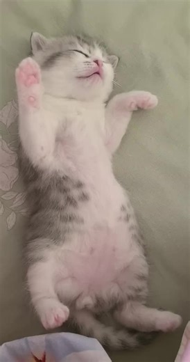 Cute Kittens Meowing: Adorable Cat Video