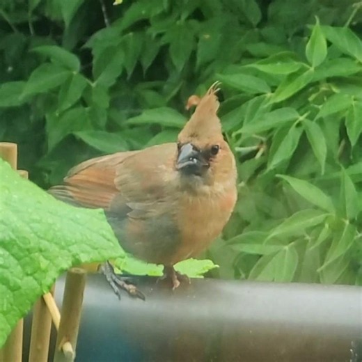 Baby Cardinal Grabs a Sunflower Seed 🌻 #birds #nature #shorts #wildlife