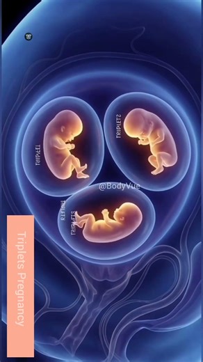 3D Triplets Pregnancy Visualization Multiple Gestation Anatomy Study #biology #pregnancy #anatomy