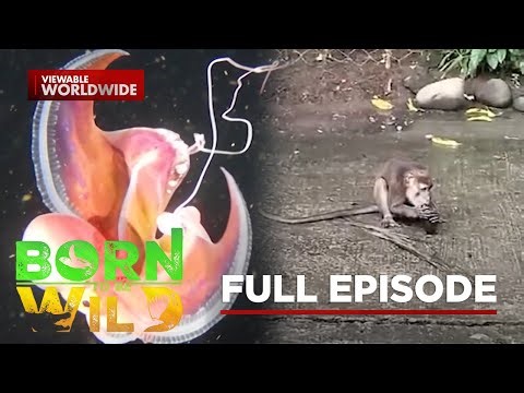 A Rare Octopus and Wild Monkey Encounter | Born To Be Wild (Full Episode)