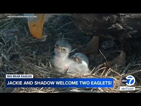 Big Bear eaglets doing well, eating in their 1st days since hatching