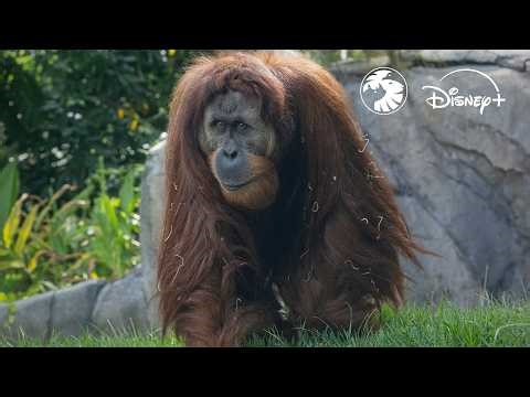 LIVE Celebrate Earth Day with Disney+ and the San Diego Zoo