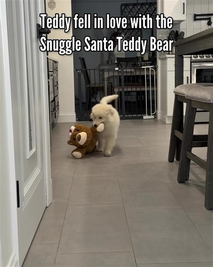 🎁 Get your (Santa) paws on the newest toys, treats, outfits you can't get anywhere else. 🐾 | Petco