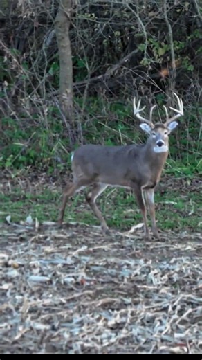 Monster Buck Hunt! The Shot You Don’t Want to Miss #buckhunting#buckbeak #deerhunting#bowhunting