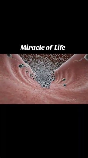 The Miracle of Life | How Life Begins Inside the Womb