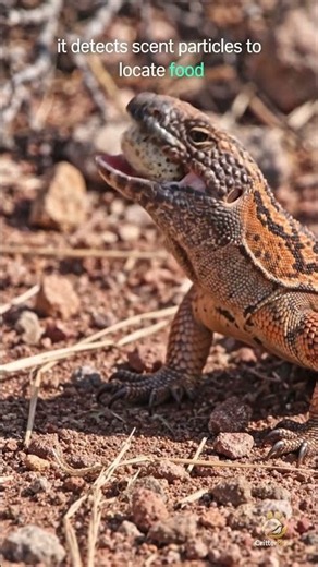 Gila Monster Finds an Egg | Amazing Desert Wildlife 🦎🌵 #Shorts #wildlife