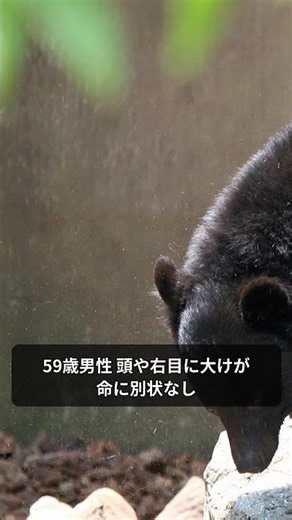 玄関先でクマ襲撃!豊田で59歳男性重傷 愛知7年ぶり人身被害 #Shorts