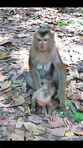Baby Lynx's Heartwarming Journey with Mom Luna