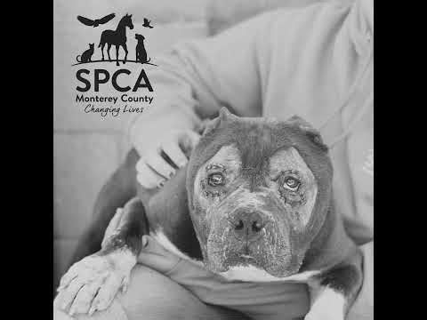 SPCA Stories - The Story of Enoch, Sweet Rescued Dog
