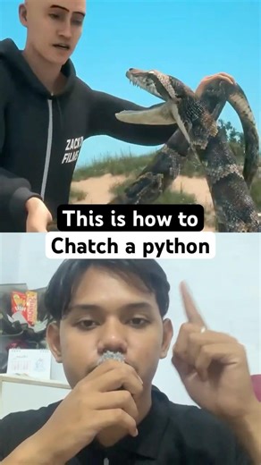 THIS IS HOW TO CATCH A PYTHON‼️