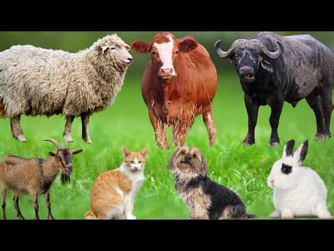 Farm Animal Exploration: Cow, Elephant, Chicken, Sheep, Goat, Dog, Monkey, Horse – Animal Sounds