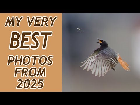 A Slideshow Of My Best Bird Photos, from the UK & Abroad.