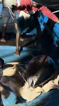 part 2 | Big Tuna Fish Catches❗Deep Sea Fishing