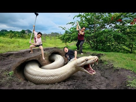 Female Snake Hunters Dig Out and Capture a Giant White Python with Bare Hands