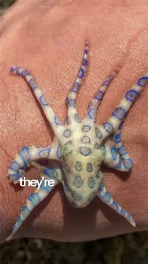 This Tiny Animal Can Kill You in Minutes