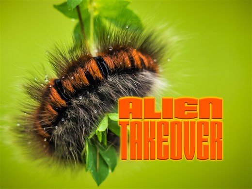 Prime Video: Alien Takeover