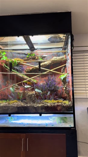 Decided to build a bio active eco system before I get my emerald green tree python. #python #snakes #snakelover #builtnotbought