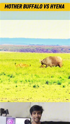 Mother Buffalo Charges to Save Her Baby
