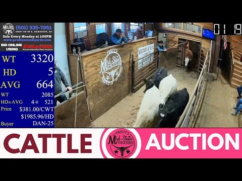 LIVE Arkansas Cattle Market | Pruitt’s Mid-State Stockyards | All Classes Selling