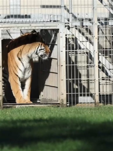 This is Altai - the Amur tiger who mauled a man to death at Yorkshire Wildlife Park 🚨 The park has reopened to visitors for the first time since Altai fatally attacked William Chapman after he entered its enclosure last weekend. Footage from the park have captured the tiger roaring while lounging on grass, trying to dodge the bright autumn sunshine, inside its enclosure on Friday morning (Oct 16), as the park welcomed visitors back inside. A statement on Thursday said Altai’s