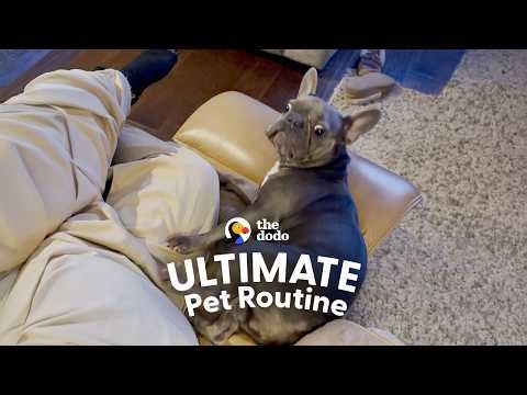 Tiny Dog Rings Her Bell Every Time She Wants A Foot Rub From Dad | The Dodo