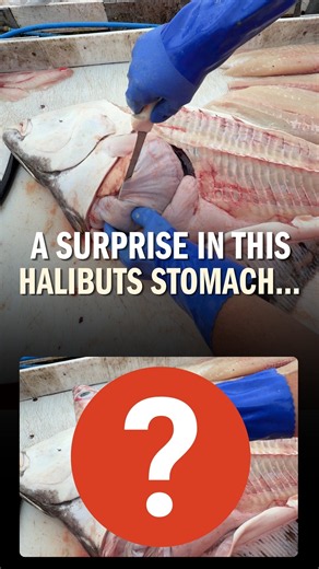 He found WHAT inside this halibut!?