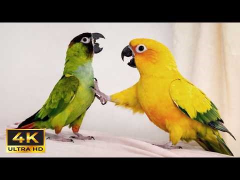 Overdramatic Parrots Being Absolutely Hilarious ...Funny Parrot Videos 2026 😂
