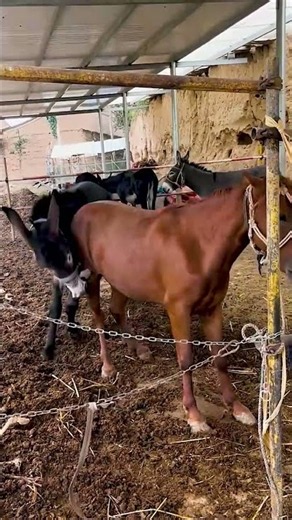 Funniest Donkey Ever Donkey Training the fun way 117