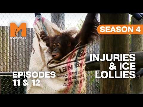 Injuries, Ice Lollies and Family Reunions | Monkey Life Season 4 Episodes 11& 12 | Monkey Life