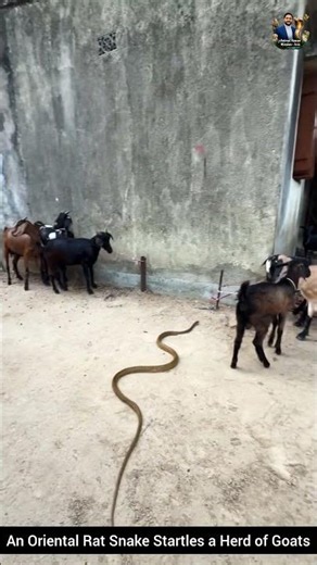 An Oriental Rat Snake Startles a Herd of Goats #snake #wildliferescue #wildlifeentertainment