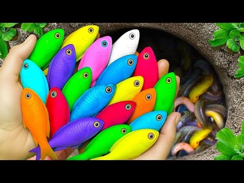 Catch beautiful aquarium fish in small pond baby turtles, pencil fish, guppies, iguanas, molly fish.