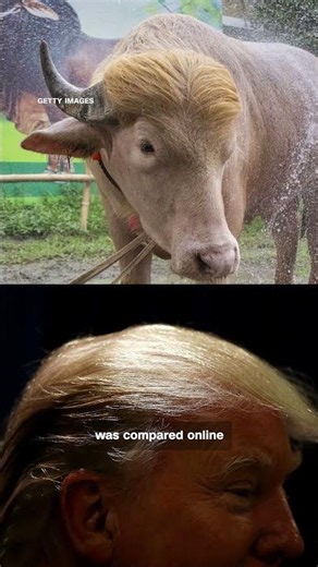 ‘Donald Trump’ the buffalo will not be sacrificed this year