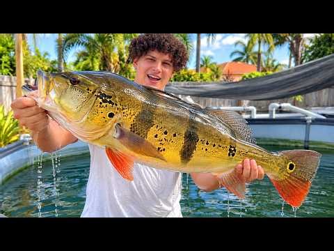 I've NEVER Seen Peacock Bass THIS BIG!