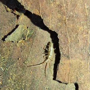 Big Springtails in Leaflitter of Stream